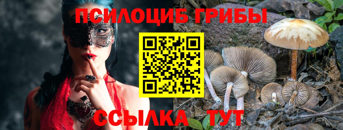 Галлюциногенные грибы Psilocybe  Галлюциногенные грибы Psilocybe  Курчалой 